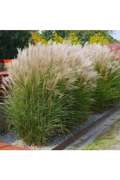 Řada ozdobnice čínské Miscanthus s květy v zahradním záhonu.