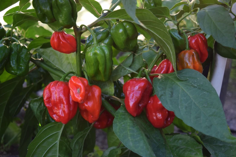 Červené a zelené papričky habanero rostoucí na keři s listy.