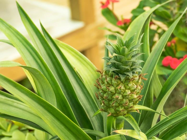 Mladý ananas rostoucí mezi listy v interiéru.