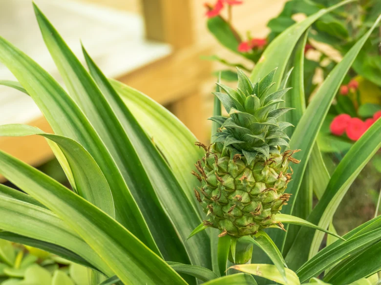 Mladý zelený ananas rostoucí uprostřed listů v zahradě.