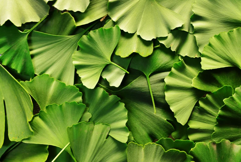 Zelené listy jinanu dvoulaločného ginkgo biloba.