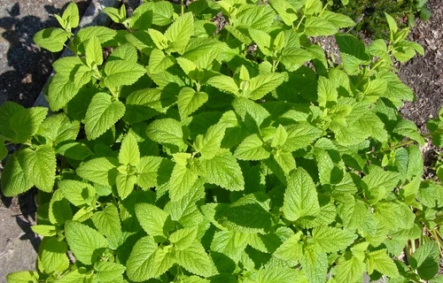Mint plant leaves