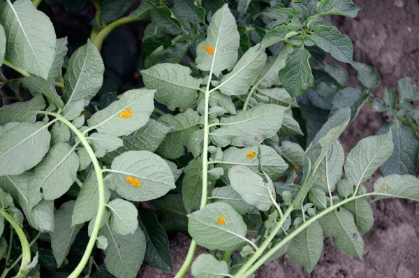 Potato plant with pest damage