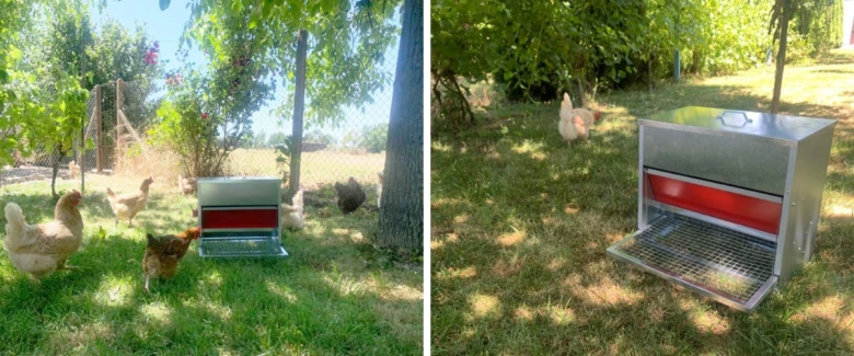 Chickens with feeder box