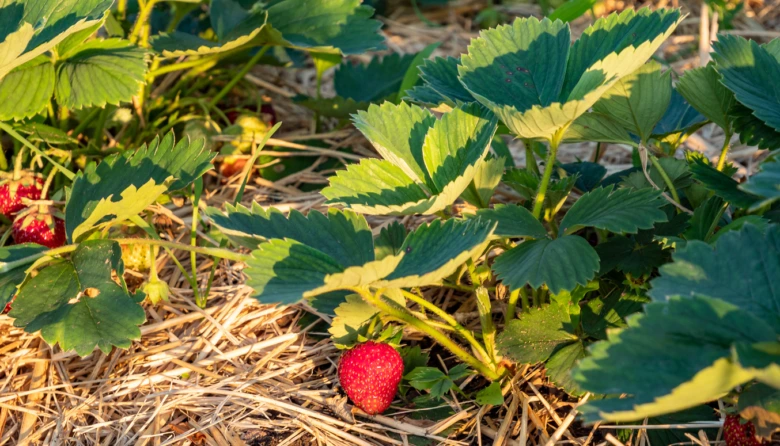 Strawberry plants in field