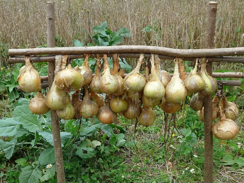 Zralé cibule visí na dřevěném rámu venku pro vyschnutí.