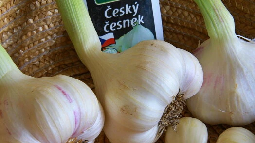 Tři hlavičky česneku s etiketou Český česnek na pleteném podkladu.