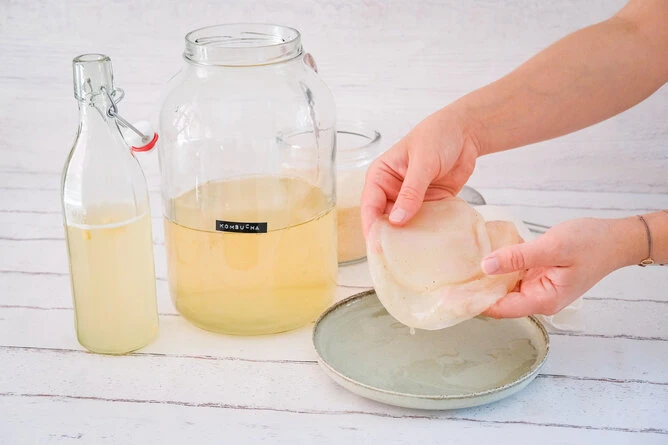 Ruce drží SCOBY nad talířem při domácí výrobě kombuchy.