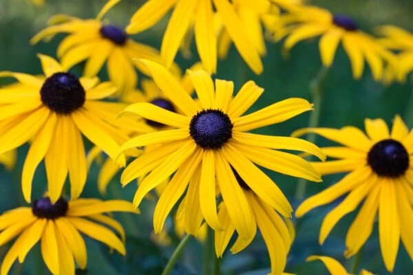 Žluté květy Rudbeckie s tmavými středy v zahradním prostředí.