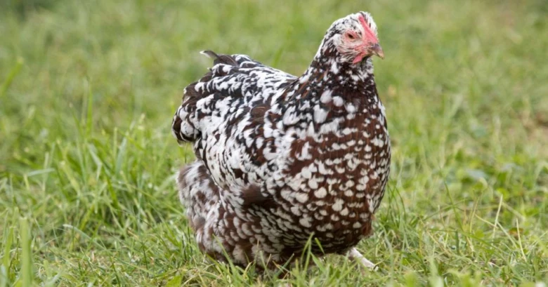 Hnědo-bíle skvrnitá slepice stojí na zelené trávě.