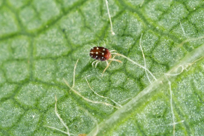 Spotted spider mite on leaf