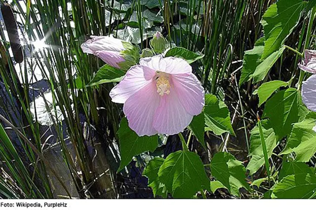 Swamp hibiscus flower