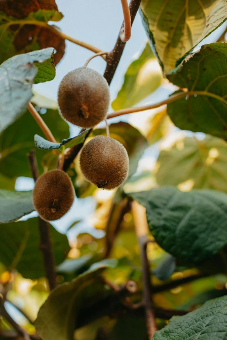 Tři zralé plody kiwi visící na lůžku mezi listy.