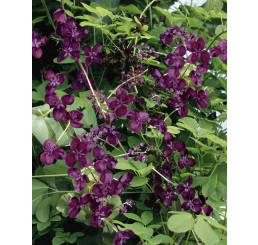 Fialová popínavá rostlina s květy v zahradním stínu.