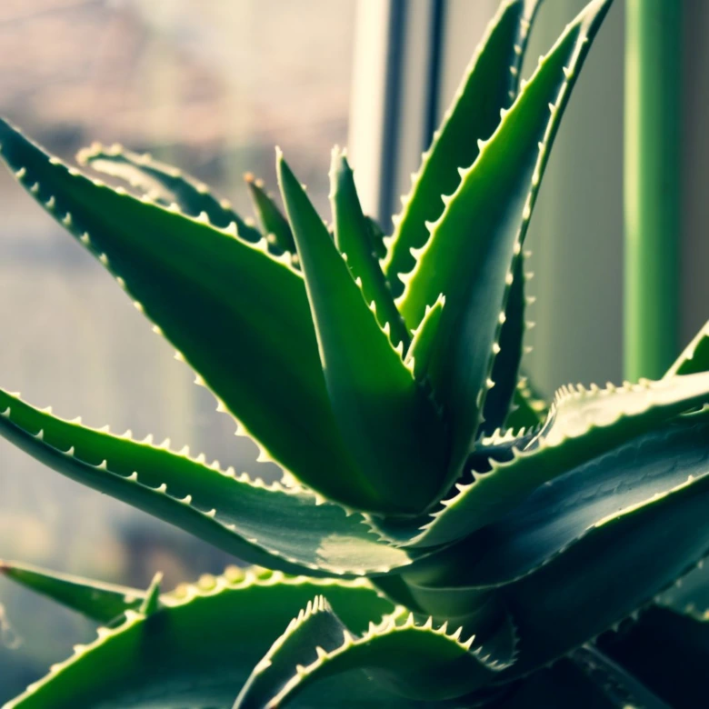 Aloe vera plant