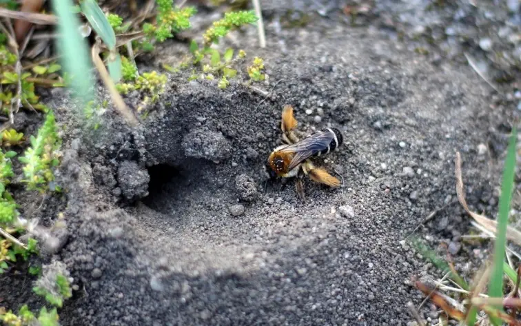 Solitary bee at nest entrance