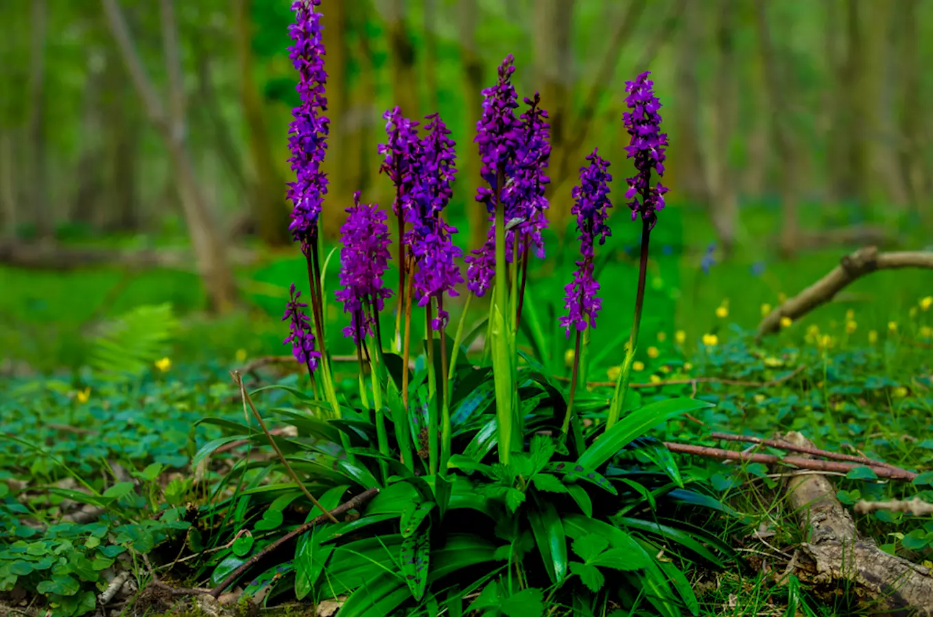 Fialové divoké orchideje rostoucí v lesním prostředí.