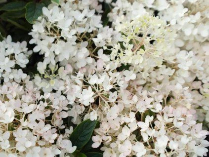 Bílé květy hortenzie s tmavozelenými listy v přírodním prostředí.