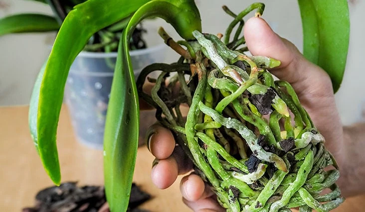 Orchidej s poškozenými kořeny v ruce pro péči