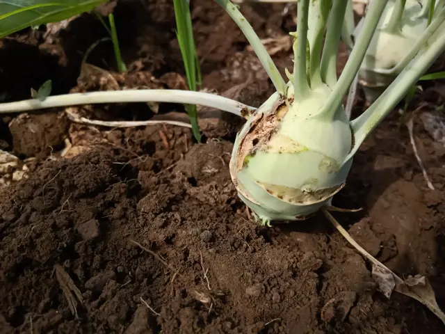 Kedlubna rostoucí v zemi s viditelnými kořeny a stonky.