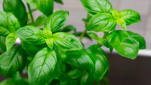 Čerstvá bazalka s jasně zelenými listy pro recept na pesto.