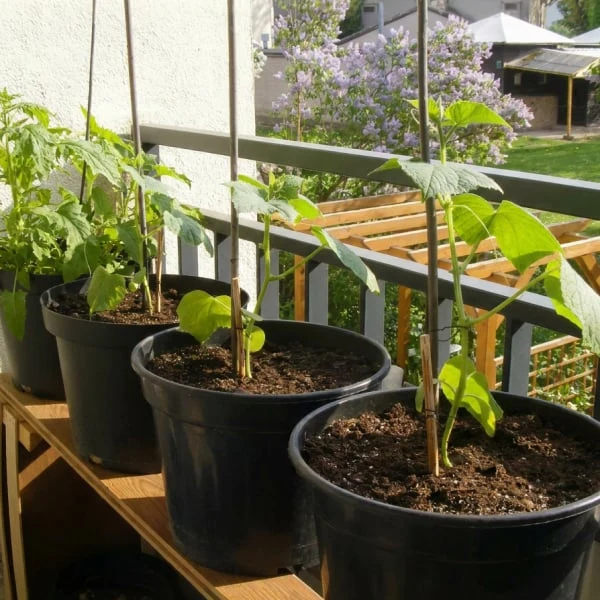 Okurky pěstované v květináčích na balkóně s podpůrnými tyčemi.