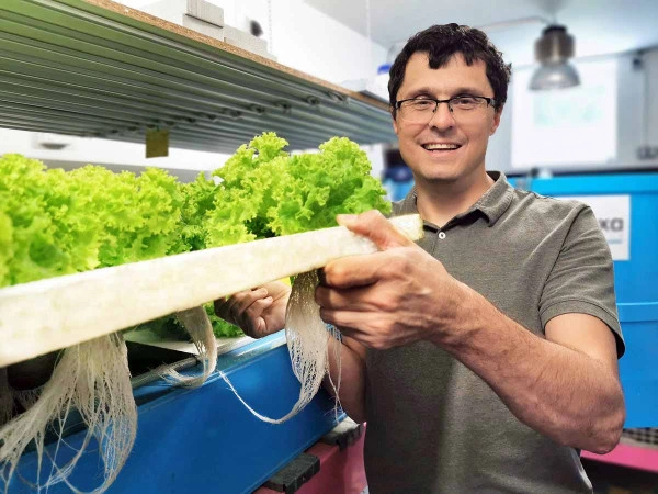 Muž drží kořenový systém zeleniny z akvaponie.