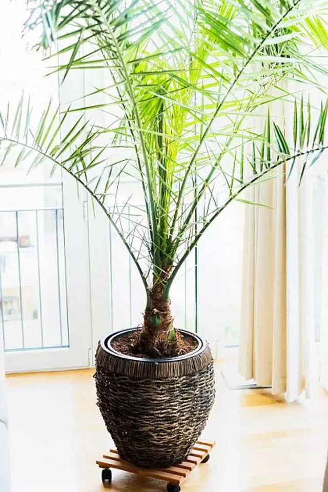 Potted palm plant