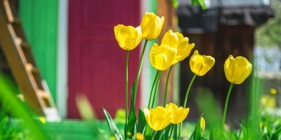 Žluté tulipány rostou v zahradě před zeleným plotem.