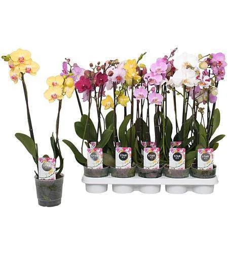 Květy fialových orchidejí v květináčích na bílém pozadí.