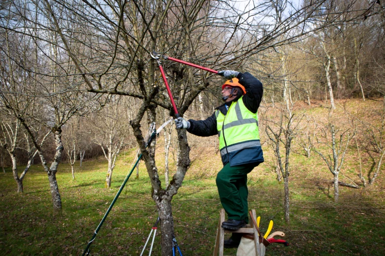 Muž řezí strom v sadu pomocí dlouhých nůžek na výšku.