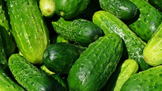 Čerstvé zelené okurky s kapkami vody na povrchu.
