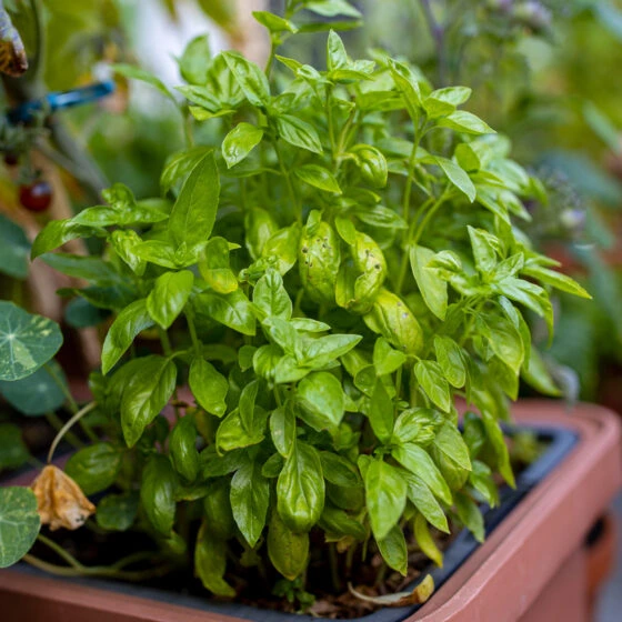 Basil plant in pot