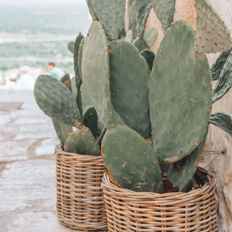 Prickly pear cactus in baskets