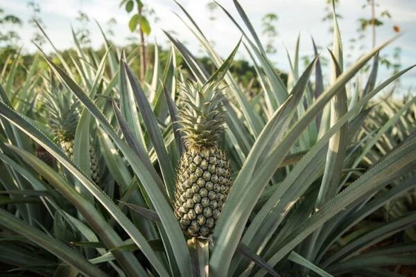 Ananas rostoucí v poli s listy, ukázka pěstování.