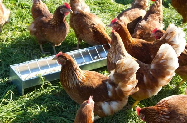 Chickens with feeder on grass