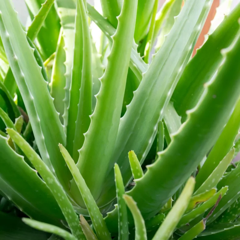 Zelené listy rostliny aloe vera v detailním záběru.