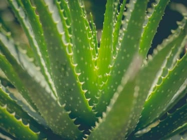 Zelená rostlina aloe vera s trny na okraji listů.