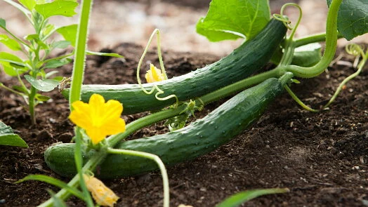 Cucumbers on vine with flower