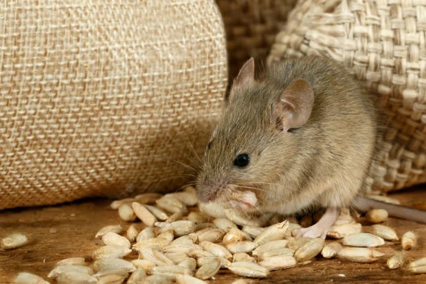 Mouse eating seeds