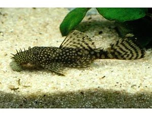 Pleco fish in aquarium