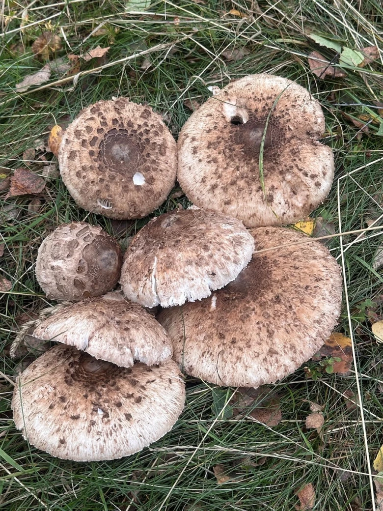 Brown mushrooms in grass