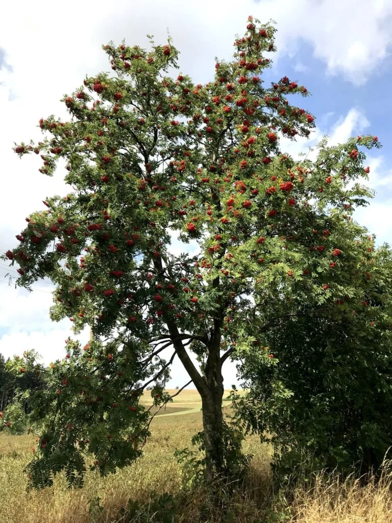 Jeřabina jedná s červenými plody na pozadí pole.