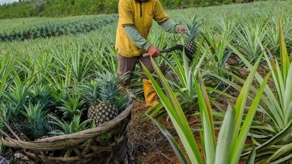 Zemědělec sklízí ananas z polní plantáže do košíku.