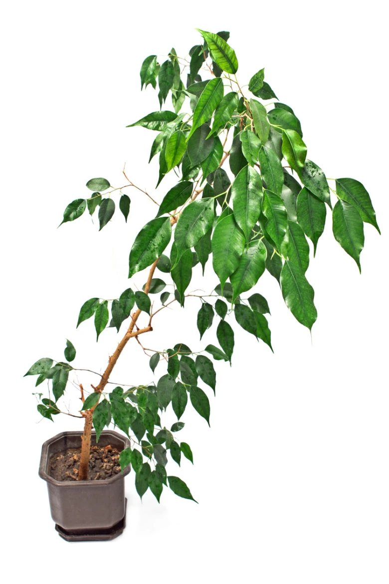 Potted ficus bonsai tree