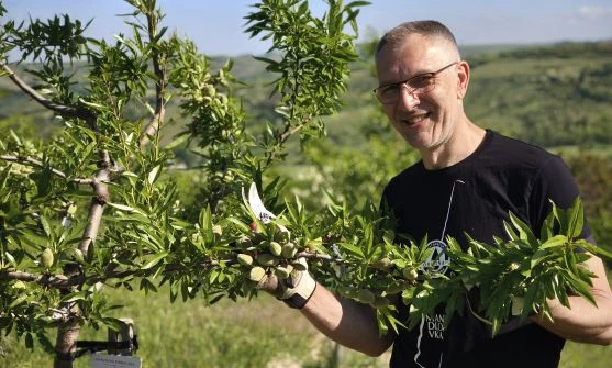 Muž řezí větve mandlového stromu plného zelených ořechů.