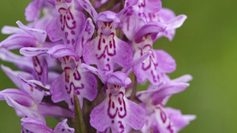 Fialové divoké orchideje rostoucí v přírodě.