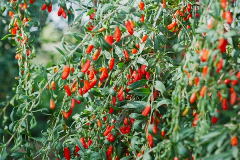 Goji berries on bush