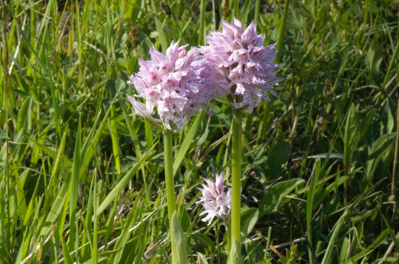 Rostoucí růžové orchideje s tečkami v trávnaté přírodě.