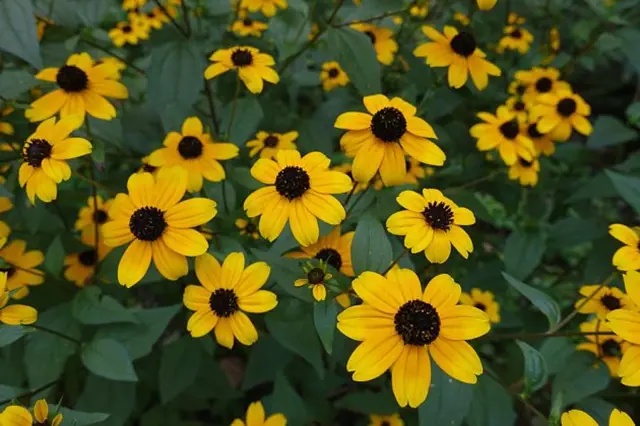 Žluté květy třapatky rudbekie s tmavými středy rostoucí v zahradě.